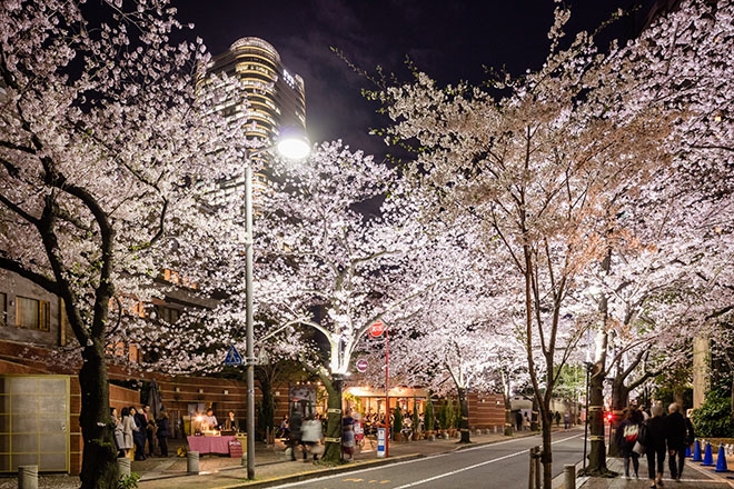 スペイン坂にかかるライトアップされた桜のトンネル