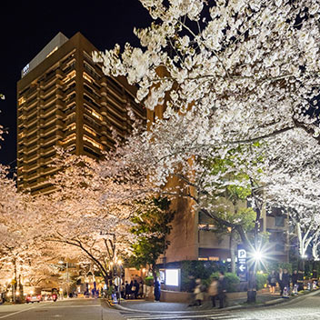 ARK HILLS 桜のライトアップ 2023