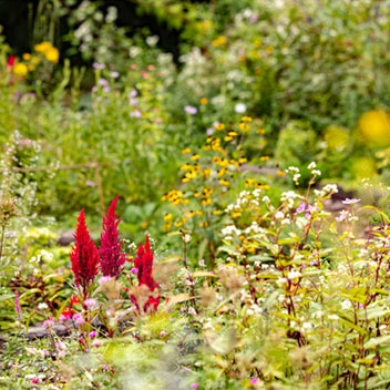 2023 Autumn Garden Special Opening