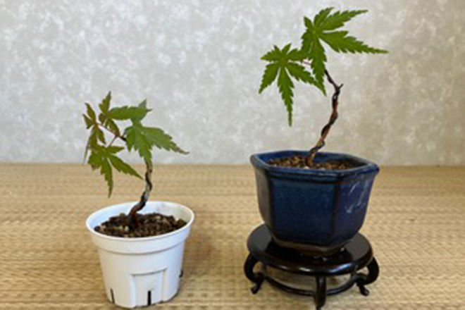 盆栽づくりワークショップ