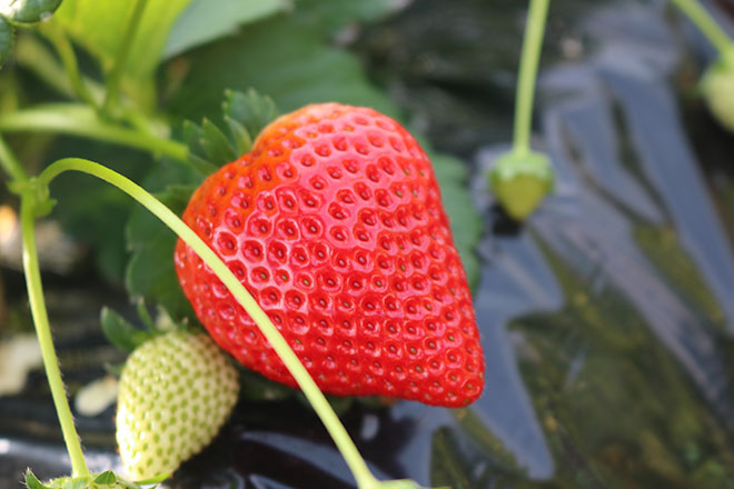 かぬまブランド推進協議会（栃木県鹿沼市）