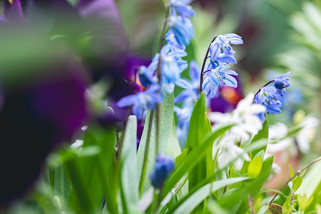 シラーシベリカ