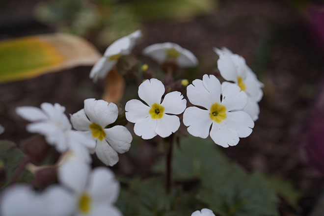 プリムラ シネンシシス