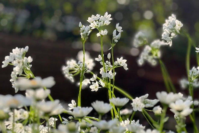 アリウムコワニー