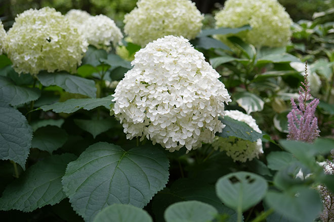 アジサイ アナベル