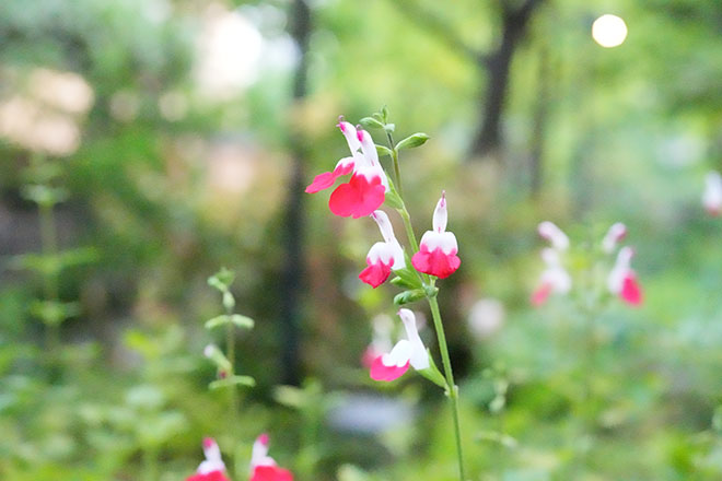 チェリーセージ