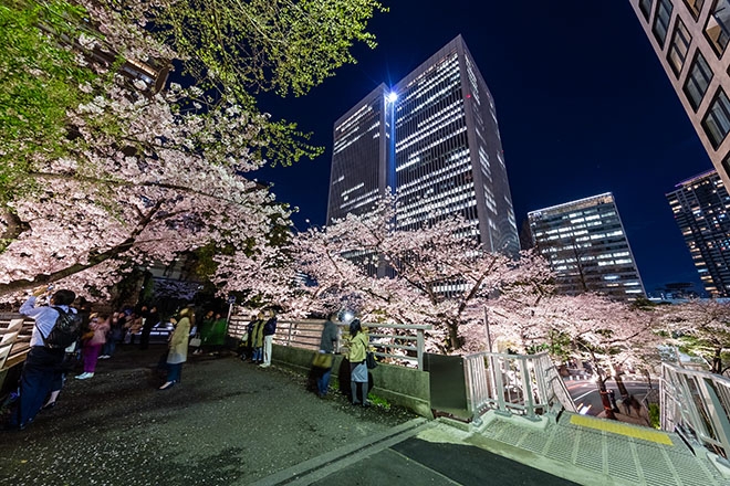 サウスタワーへ続くブリッジは、スペイン坂の桜を撮影するベストスポット